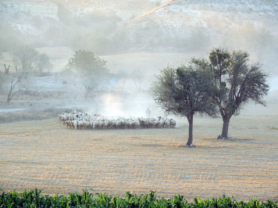 1. TARIM VE İNSAN FOTOĞRAF YARIŞMASI - Hüseyin UYSAL