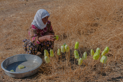 1. TARIM VE İNSAN FOTOĞRAF YARIŞMASI - İrfan Ersin AKINCI