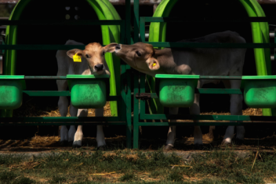 10. TARIM VE İNSAN FOTOĞRAF YARIŞMASI - Mustafa KAYA