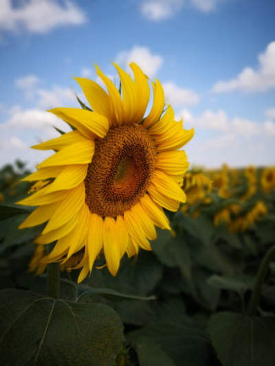 10. TARIM VE İNSAN FOTOĞRAF YARIŞMASI - Çağatay SARAÇOĞLU