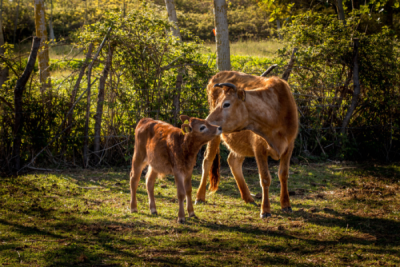 10. TARIM VE İNSAN FOTOĞRAF YARIŞMASI - Ender PEKŞEN