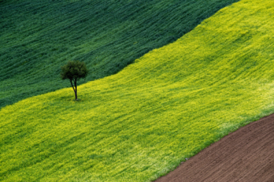 10. TARIM VE İNSAN FOTOĞRAF YARIŞMASI - Ender PEKŞEN