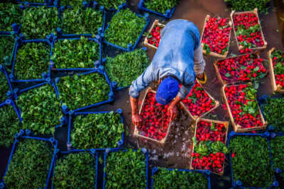 10. TARIM VE İNSAN FOTOĞRAF YARIŞMASI - Gökhan DEMİREL