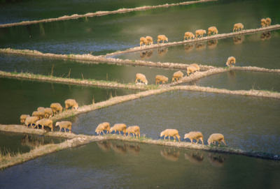 10. TARIM VE İNSAN FOTOĞRAF YARIŞMASI - Metin BEKTAŞ