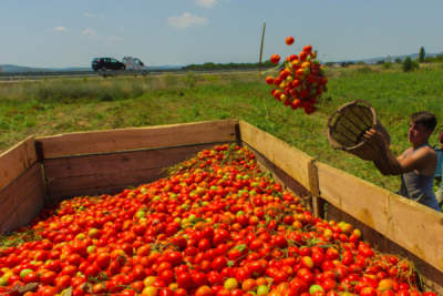 10. TARIM VE İNSAN FOTOĞRAF YARIŞMASI - Muammer ÇEKİÇ