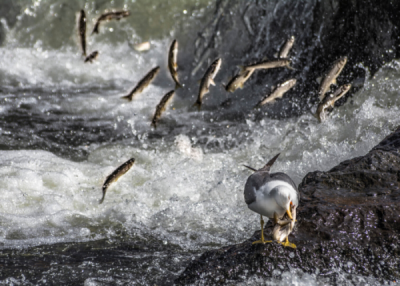 10. TARIM VE İNSAN FOTOĞRAF YARIŞMASI - Orhan KARTAL