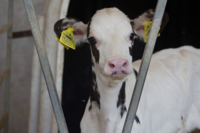 10. TARIM VE İNSAN FOTOĞRAF YARIŞMASI - Uğur ACAR