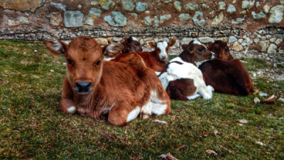 10. TARIM VE İNSAN FOTOĞRAF YARIŞMASI - Veli ÇETİNKAYA