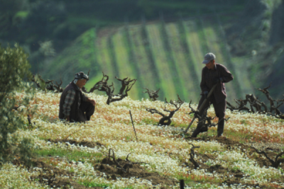 10. TARIM VE İNSAN FOTOĞRAF YARIŞMASI - Yakut Burak YEŞİLMEN