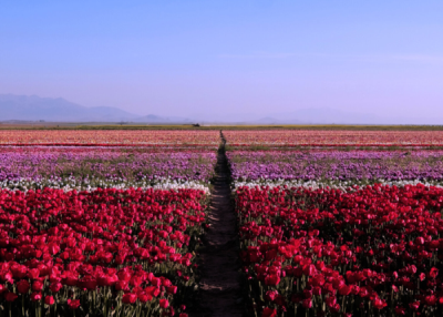 10. TARIM VE İNSAN FOTOĞRAF YARIŞMASI - Yusuf GEZİCİ