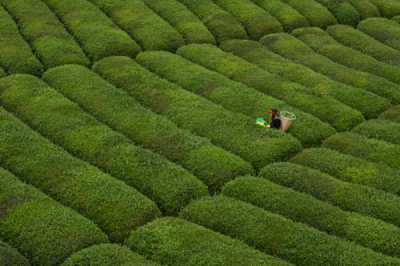 10. TARIM VE İNSAN FOTOĞRAF YARIŞMASI - Ahmet ASLAN