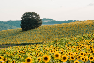 10. TARIM VE İNSAN FOTOĞRAF YARIŞMASI - Ali KART