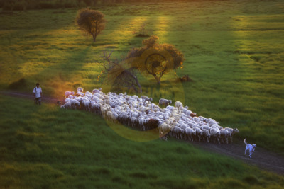 11. TARIM VE İNSAN FOTOĞRAF YARIŞMASI - Veysel KAYA