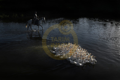 11. TARIM VE İNSAN FOTOĞRAF YARIŞMASI - Ahmet Fatih SÖNMEZ