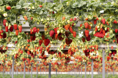 11. TARIM VE İNSAN FOTOĞRAF YARIŞMASI - Dilek ATMACA