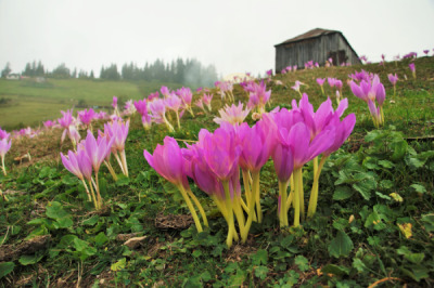 11. TARIM VE İNSAN FOTOĞRAF YARIŞMASI - Hüseyin Rami TÜRKER