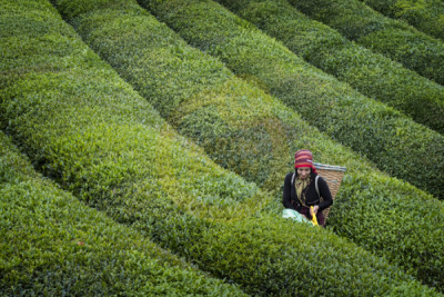 11. TARIM VE İNSAN FOTOĞRAF YARIŞMASI - Muhammet CEYLAN