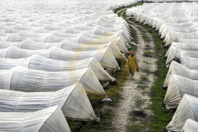 11. TARIM VE İNSAN FOTOĞRAF YARIŞMASI - Mustafa DÖNMEZ