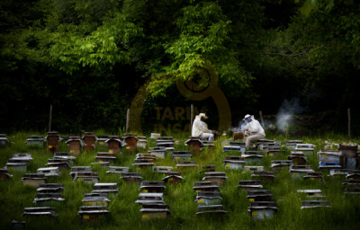 11. TARIM VE İNSAN FOTOĞRAF YARIŞMASI - Niyazi GÜRGEN