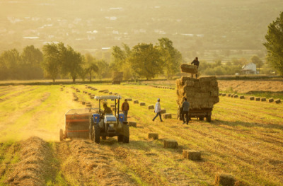 11. TARIM VE İNSAN FOTOĞRAF YARIŞMASI - Orhan BEKTAŞ