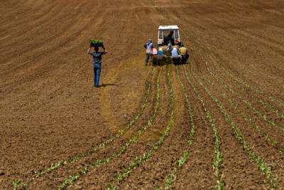 11. TARIM VE İNSAN FOTOĞRAF YARIŞMASI - Ufuk TURPCAN