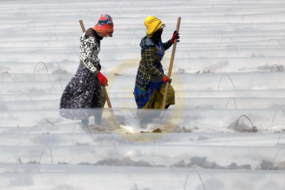 11. TARIM VE İNSAN FOTOĞRAF YARIŞMASI - Ayşe ERSOY