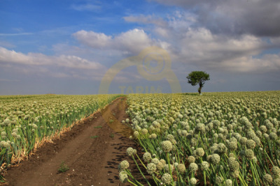 11. TARIM VE İNSAN FOTOĞRAF YARIŞMASI - Erdoğan KARACABEY