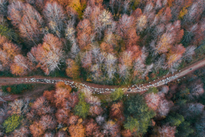 12. TARIM ORMAN VE İNSAN FOTOĞRAF YARIŞMASI - Mehmet ASLAN