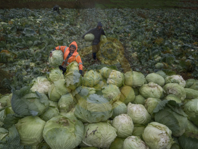 12. TARIM ORMAN VE İNSAN FOTOĞRAF YARIŞMASI - Uğur SAĞIROĞLU