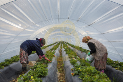 12. TARIM ORMAN VE İNSAN FOTOĞRAF YARIŞMASI - Muhammet CEYLAN