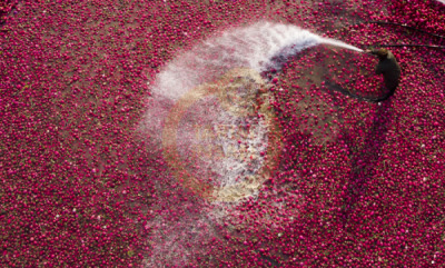 12. TARIM ORMAN VE İNSAN FOTOĞRAF YARIŞMASI - Ragıp SARI