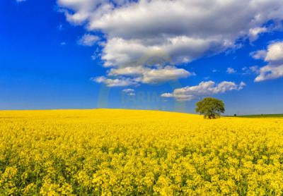 12. TARIM ORMAN VE İNSAN FOTOĞRAF YARIŞMASI - Selçuk HOT