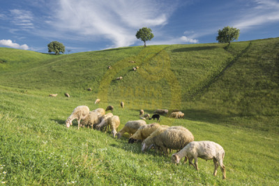 12. TARIM ORMAN VE İNSAN FOTOĞRAF YARIŞMASI - Muhammet CEYLAN