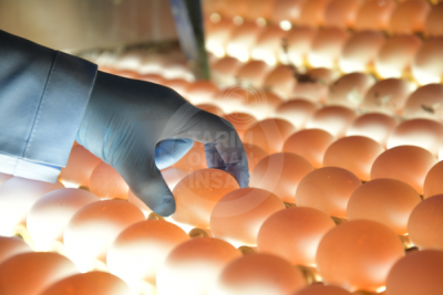 13. TARIM ORMAN VE İNSAN FOTOĞRAF YARIŞMASI - Ayşe KOÇ