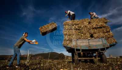 13. TARIM ORMAN VE İNSAN FOTOĞRAF YARIŞMASI - Cengizhan TÜRKOĞLU