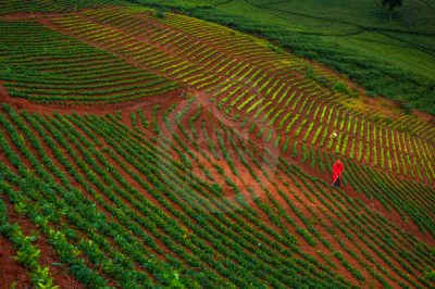 13. TARIM ORMAN VE İNSAN FOTOĞRAF YARIŞMASI - Egemen ERYILMAZ