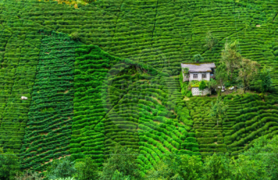 13. TARIM ORMAN VE İNSAN FOTOĞRAF YARIŞMASI - Elif BORA