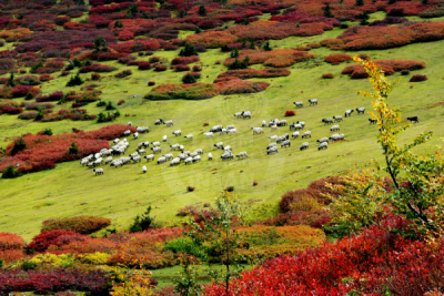 13. TARIM ORMAN VE İNSAN FOTOĞRAF YARIŞMASI - Fazıl SARAÇ