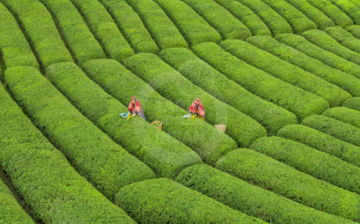 13. TARIM ORMAN VE İNSAN FOTOĞRAF YARIŞMASI - ilhan UZUNİSMAİL