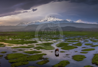 13. TARIM ORMAN VE İNSAN FOTOĞRAF YARIŞMASI - İsmail DAŞGELDİ