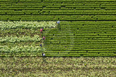 13. TARIM ORMAN VE İNSAN FOTOĞRAF YARIŞMASI - Mustafa YİĞİT