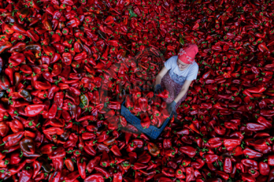 13. TARIM ORMAN VE İNSAN FOTOĞRAF YARIŞMASI - Nuri ÇOBAN