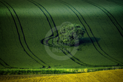 13. TARIM ORMAN VE İNSAN FOTOĞRAF YARIŞMASI - Sezai ÖZALTIN