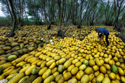 13. TARIM ORMAN VE İNSAN FOTOĞRAF YARIŞMASI - Turan TOPALAR
