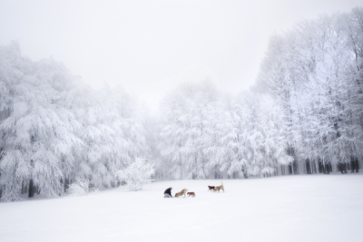 13. TARIM ORMAN VE İNSAN FOTOĞRAF YARIŞMASI - Veysel KARA
