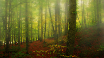 14. TARIM ORMAN VE İNSAN FOTOĞRAF YARIŞMASI - Hakan BAHÇECİ