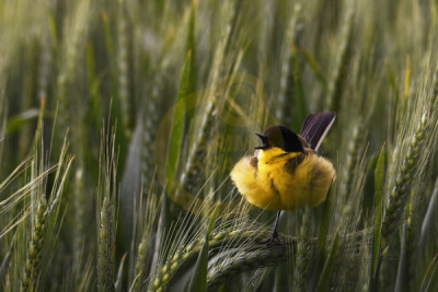 14. TARIM ORMAN VE İNSAN FOTOĞRAF YARIŞMASI - Halil İbrahim ÜZMEZOĞLU