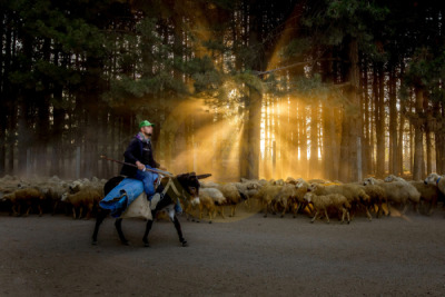 14. TARIM ORMAN VE İNSAN FOTOĞRAF YARIŞMASI - Kenan TALAS