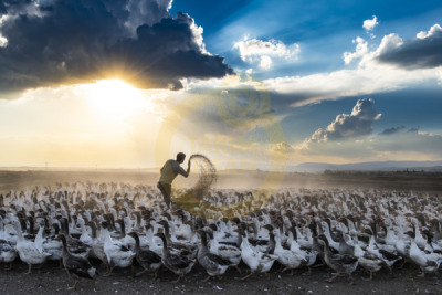 14. TARIM ORMAN VE İNSAN FOTOĞRAF YARIŞMASI - Özgen BEŞLİ