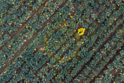 14. TARIM ORMAN VE İNSAN FOTOĞRAF YARIŞMASI - Şenay KILIÇ ENGİN